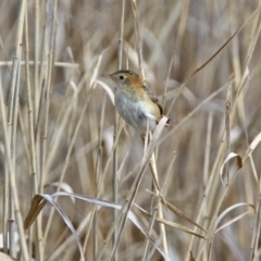 Cisticola exilis (Golden-headed Cisticola) at Fyshwick, ACT - 20 Sep 2019 by RodDeb