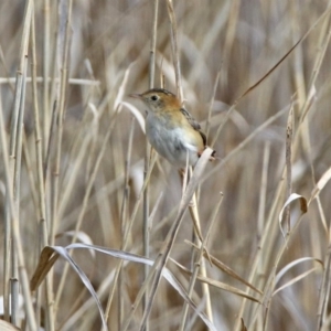 Cisticola exilis at Fyshwick, ACT - 20 Sep 2019