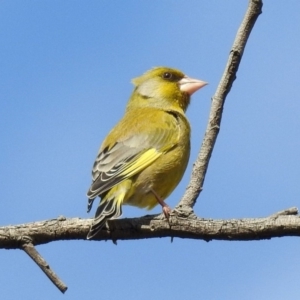 Chloris chloris at Fyshwick, ACT - 20 Sep 2019 02:43 PM