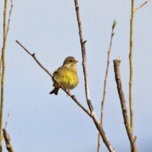 Chloris chloris at Fyshwick, ACT - 20 Sep 2019