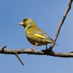 Chloris chloris at Fyshwick, ACT - 20 Sep 2019