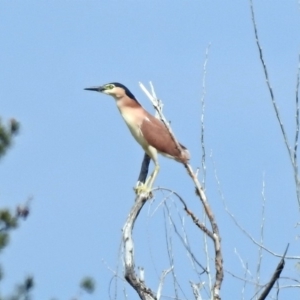 Nycticorax caledonicus at Fyshwick, ACT - 20 Sep 2019 12:47 PM