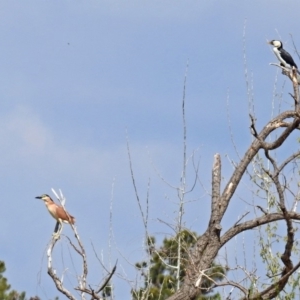 Nycticorax caledonicus at Fyshwick, ACT - 20 Sep 2019 12:47 PM