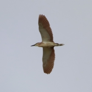 Nycticorax caledonicus at Fyshwick, ACT - 20 Sep 2019 12:47 PM