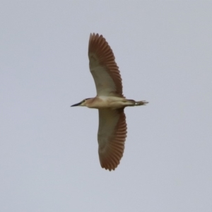 Nycticorax caledonicus at Fyshwick, ACT - 20 Sep 2019