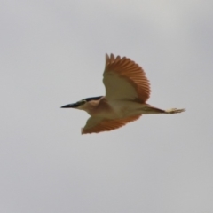 Nycticorax caledonicus at Fyshwick, ACT - 20 Sep 2019 12:47 PM