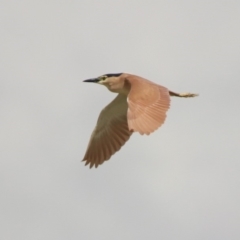 Nycticorax caledonicus at Fyshwick, ACT - 20 Sep 2019 12:47 PM