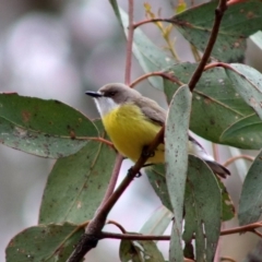 Gerygone olivacea (White-throated Gerygone) at Mulligans Flat - 21 Sep 2019 by Bigjim