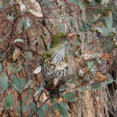 Oriolus sagittatus (Olive-backed Oriole) at Hughes, ACT - 21 Sep 2019 by JackyF