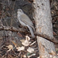 Colluricincla harmonica (Grey Shrikethrush) at Deakin, ACT - 21 Sep 2019 by JackyF