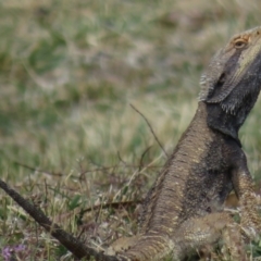 Pogona barbata (Eastern Bearded Dragon) at Red Hill to Yarralumla Creek - 20 Sep 2019 by RobParnell