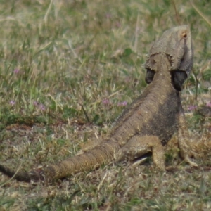 Pogona barbata at Hughes, ACT - suppressed