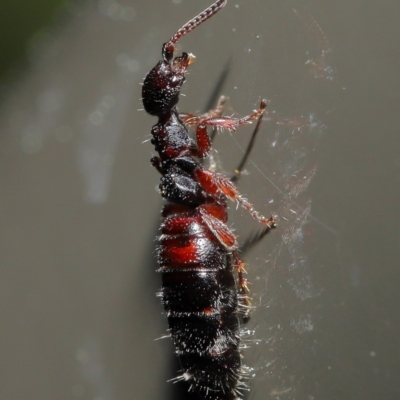 Tiphiidae (family) (Unidentified Smooth flower wasp) at ANBG - 20 Sep 2019 by TimL