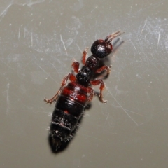 Tiphiidae sp. (family) at Acton, ACT - 20 Sep 2019