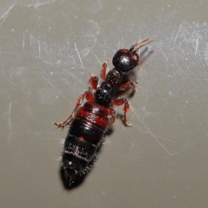 Tiphiidae sp. (family) at Acton, ACT - 20 Sep 2019