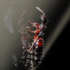 Tiphiidae (family) at Acton, ACT - 20 Sep 2019