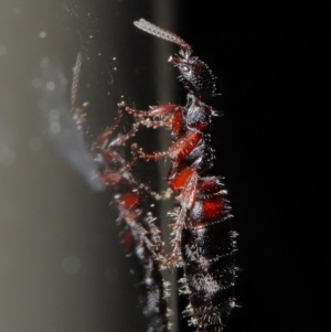 Tiphiidae sp. (family) at Acton, ACT - 20 Sep 2019