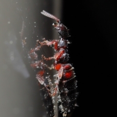 Tiphiidae sp. (family) at Acton, ACT - 20 Sep 2019