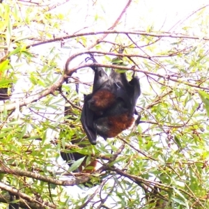 Pteropus poliocephalus at Bega, NSW - 27 Jan 2019