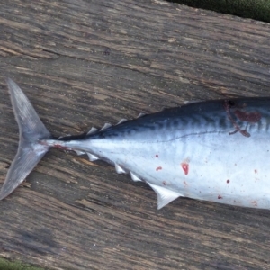 Auxis thazard at Tathra, NSW - 2 Feb 2019 09:53 AM