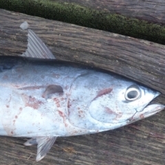 Auxis thazard at Tathra, NSW - 2 Feb 2019 09:53 AM