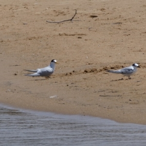 Sternula albifrons at Tathra, NSW - 12 Dec 2018