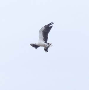 Haliaeetus leucogaster at Tathra, NSW - 2 Feb 2019