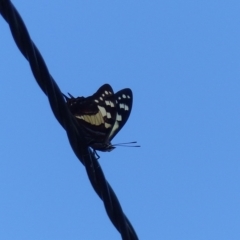 Charaxes sempronius (Tailed Emperor) at Bega, NSW - 2 Apr 2019 by MatthewHiggins