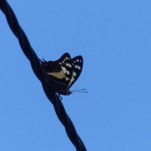 Charaxes sempronius at Bega, NSW - 2 Apr 2019 12:04 PM