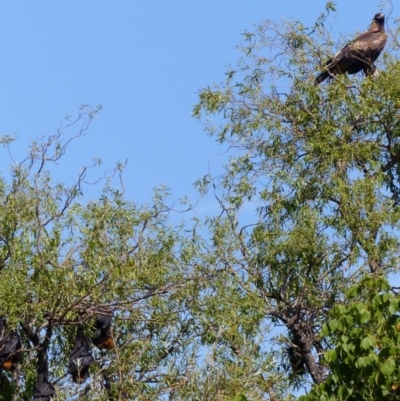 Aquila audax (Wedge-tailed Eagle) at Bega, NSW - 16 Feb 2019 by MatthewHiggins