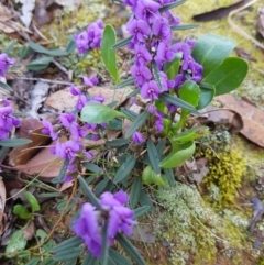 Hovea heterophylla (Common Hovea) at Belconnen, ACT - 21 Sep 2019 by Jiggy