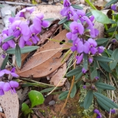 Hovea heterophylla at Belconnen, ACT - 21 Sep 2019