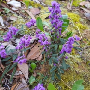 Hovea heterophylla at Belconnen, ACT - 21 Sep 2019