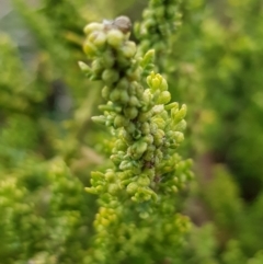 Dysphania multifida at Bonner, ACT - 5 Jul 2019 02:11 PM