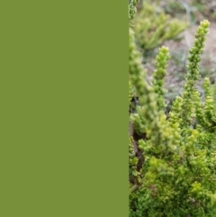 Dysphania multifida at Bonner, ACT - 5 Jul 2019 02:11 PM