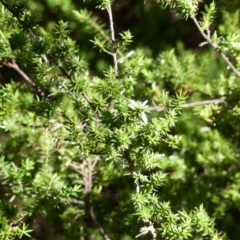 Leucopogon juniperinus (Long Flower Beard-Heath) at Black Range, NSW - 26 Apr 2019 by MatthewHiggins