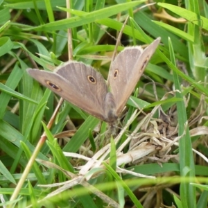 Ypthima arctous at Black Range, NSW - 23 Apr 2019 03:48 PM