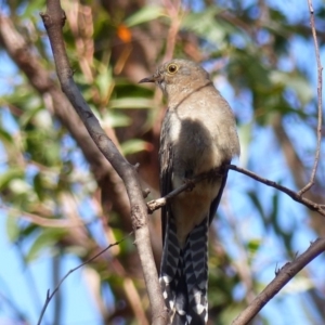 Cacomantis flabelliformis at Black Range, NSW - 15 Apr 2019