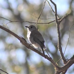 Colluricincla harmonica (Grey Shrikethrush) at Gundaroo, NSW - 22 Sep 2019 by Gunyijan