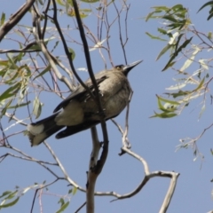 Strepera versicolor (Grey Currawong) at Tuggeranong DC, ACT - 22 Sep 2019 by LisaH