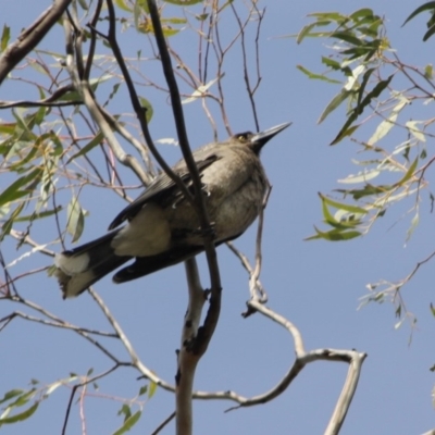 Strepera versicolor (Grey Currawong) at Tuggeranong DC, ACT - 22 Sep 2019 by LisaH