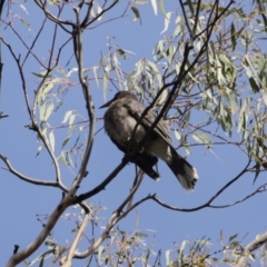 Strepera versicolor at Isaacs Ridge - 22 Sep 2019 11:14 AM