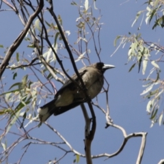 Strepera versicolor at Isaacs Ridge - 22 Sep 2019 11:14 AM