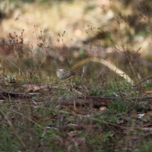 Pyrrholaemus sagittatus at Isaacs Ridge - 22 Sep 2019