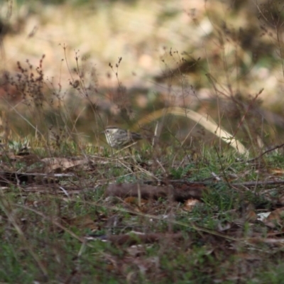 Pyrrholaemus sagittatus (Speckled Warbler) at Isaacs Ridge and Nearby - 22 Sep 2019 by LisaH