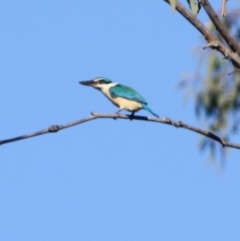 Todiramphus sanctus (Sacred Kingfisher) at Jerrabomberra, ACT - 22 Sep 2019 by LisaH