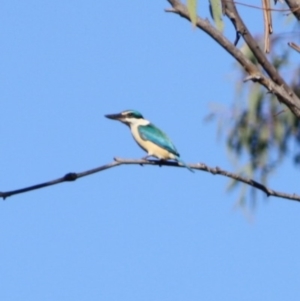 Todiramphus sanctus at Isaacs Ridge - 22 Sep 2019 10:32 AM