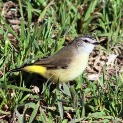 Acanthiza chrysorrhoa (Yellow-rumped Thornbill) at Forde, ACT - 21 Sep 2019 by Bigjim