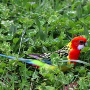 Platycercus eximius at Forde, ACT - 21 Sep 2019