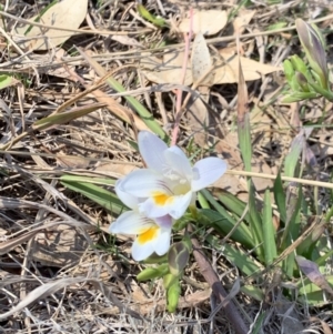 Freesia leichtlinii subsp. leichtlinii x Freesia leichtlinii subsp. alba at Weston, ACT - 22 Sep 2019